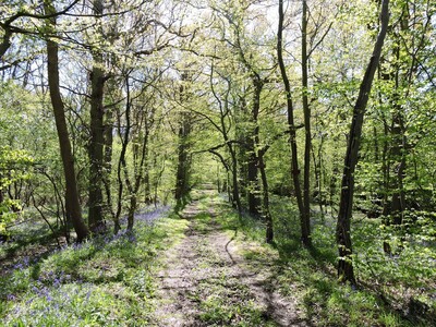 Guardians of the Wood: Preserving the Heart of Kent’s Ancient Forests